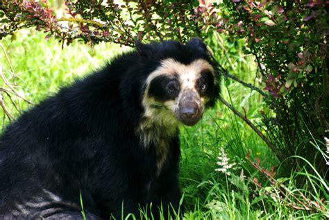 Spectacled Bear At Chester 150712 Zoochat