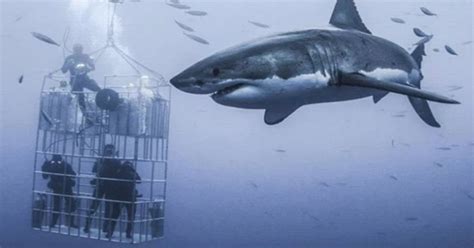 ‘biggest I Have Ever Seen Monster Two Ton Great White Shark Spotted