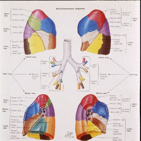 Lung Segments Lukes Radiology Blog