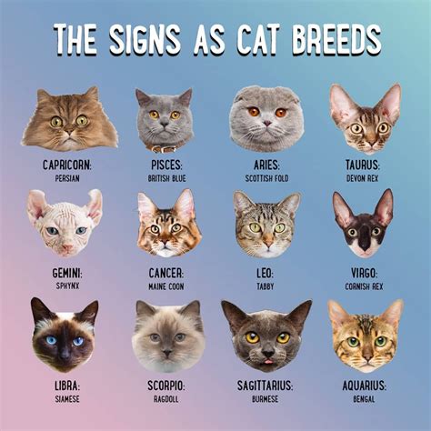 The Signs As Cat Breeds ♈♉♊♋♌♍♎♏♐♑♒♓⛎ Blinkcats Catsoflondon