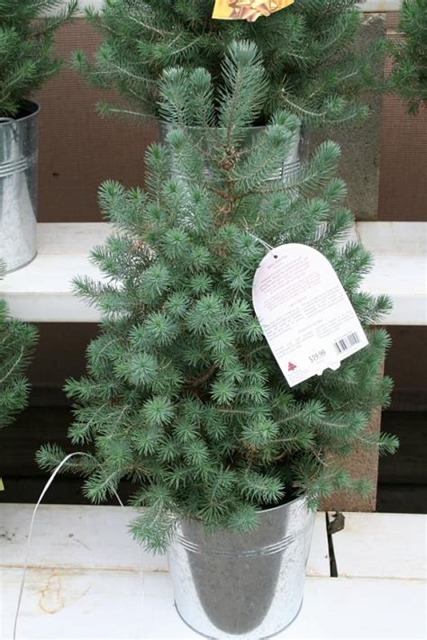 12 Best Types Of Christmas Trees Christmas Tree Yard Pine Christmas