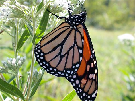 Pesticides Found In Monarchs Milkweed Near Farm Fields Purdue
