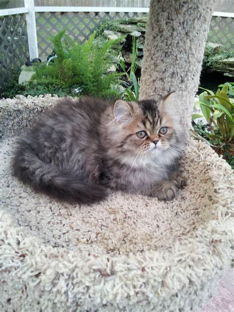 Fat cat girls are the most adorable cat girls, and this one is more adorable than most. Brown Tabby Persian Kittens | Cats, Pretty cats, Kittens ...