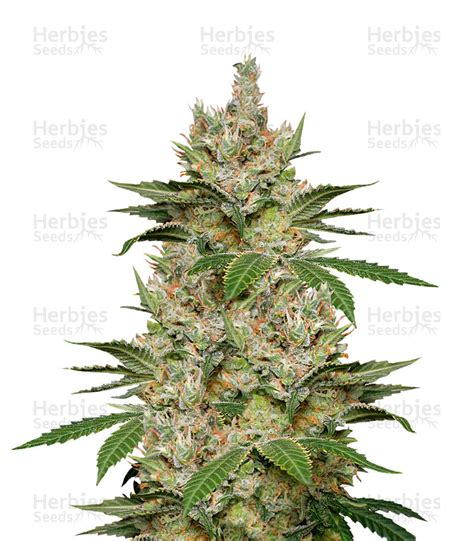 Sweet Black Angel Strain Seedfare Find The Perfect Seed At The Right