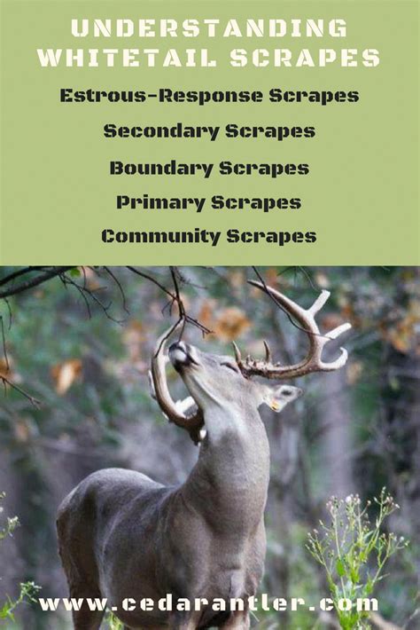 Whitetails Make At Least 5 Different Types Of Scrapes Each With Its