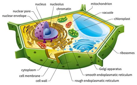 Plant Cell Structure Stock Illustration Download Image Now Plant