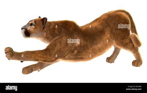 D Digital Render Of A Puma Also Known As A Cougar Mountain Lion Or