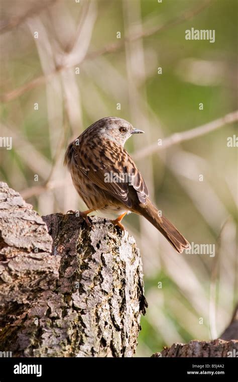 Dunnock Prunella Modularis Hedge Sparrow Stock Photo Alamy