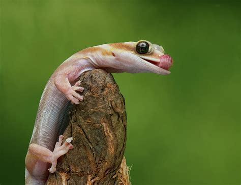 Lovely Water Velvet Gecko Photograph By Nikolyn Mcdonald Pixels
