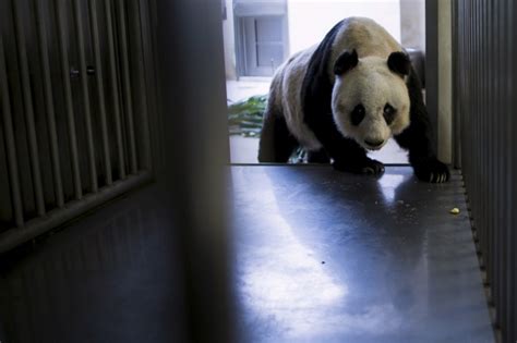 Oldest Giant Panda In Captivity Jia Jia About To Break Guinness World