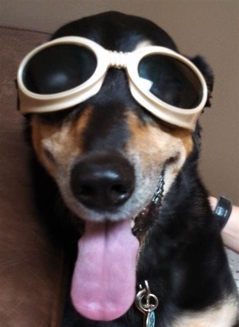 The Dogs Do Not Mind Wearing Their Doggles At All Laser Therapy