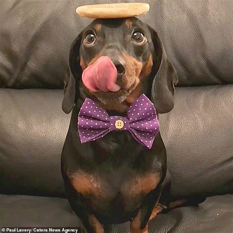 Harlso The Dachshund Poses With Piles Of Biscuits On His Head Daily