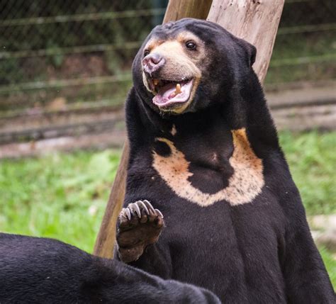 5 Fakta Beruang Madu Satu Satunya Beruang Yang Hidup Di Indonesia