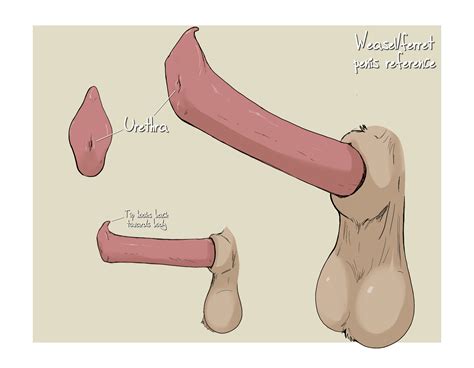 Rule 34 Anatomically Correct Animal Genitalia Animal Penis Balls