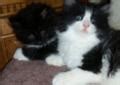 Search through thousands of adverts for kittens & cats for sale in the uk, from pets4homes, the uks most popular free pet classifieds. Adorable Maine Coon/Manx kittens for Sale in Bellview ...