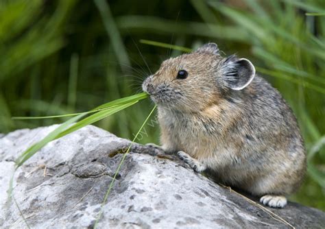 Pika Eating Grass Cate Barrow Photography