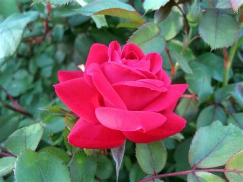 Care Of Knock Out Roses Tips For Growing Knock Out Roses