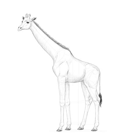 How To Draw A Giraffe Easy Giraffe Drawing Images Stock Photos Vectors