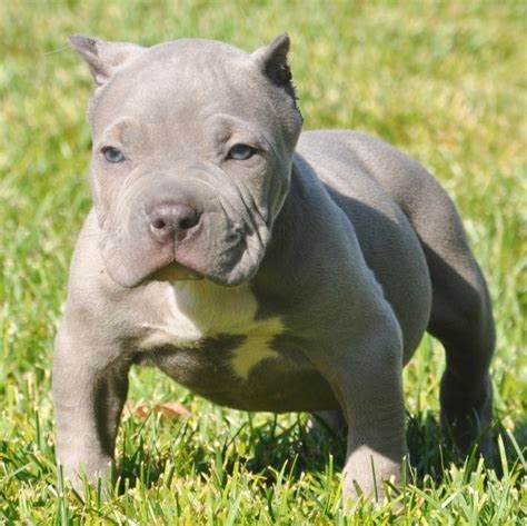 In all honesty i don't think there is a top bloodline. Wunderschöne Reinrassige blue-line stafford pit-bull ...