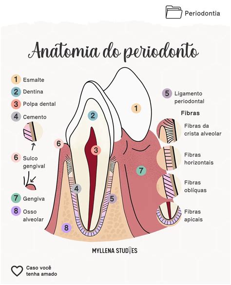 Myllena Amaral On Instagram Anatomia Do Periodonto En Escuela De Higiene Dental