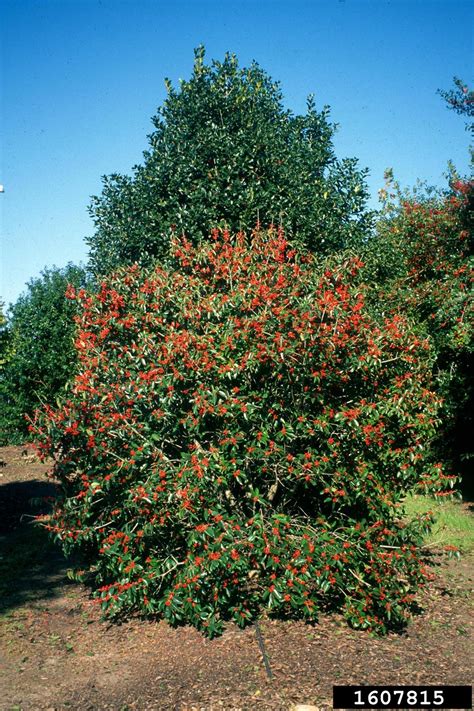 Holly Ilex Purpurea Celastrales Aquifoliaceae 1607815
