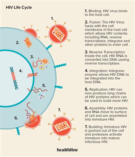 7 مراحل من دورة حياة فيروس نقص المناعة البشرية الدواء