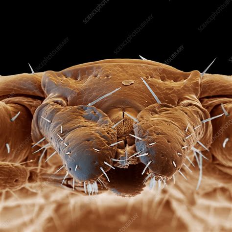 Mouthparts Of A Tick Sem Stock Image Z4450402 Science Photo Library