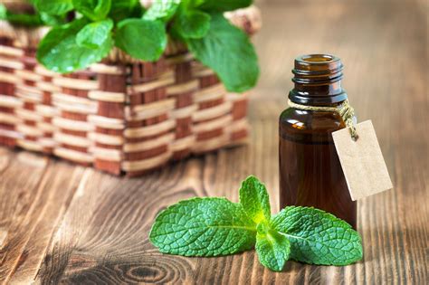 Top 35 Remarkable Uses And Benefits Of Peppermint Essential Oil Upnature