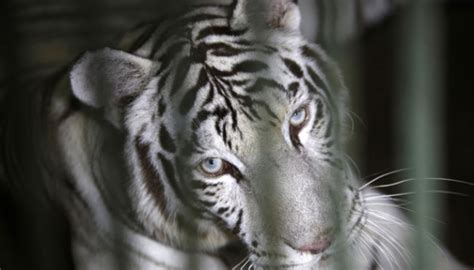 Nov 26, 2012 · contoh: Gambar Harimau Putih | Semburat Warna