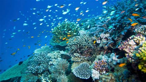 Australias Great Barrier Reef Is Not Deadyet Condé Nast Traveler