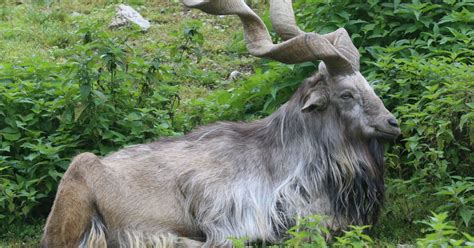 News: Rare wild goat species sighted | College of Natural Sciences (CNS ...
