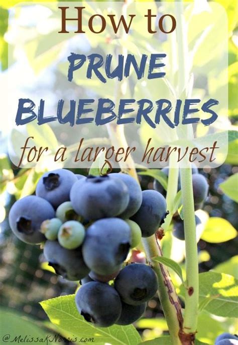 How To Prune Blueberries For A Larger Harvest Melissa K