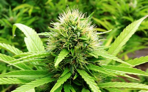 Cannabis Industry Experiencing Massive New Entries • BigBizTrends