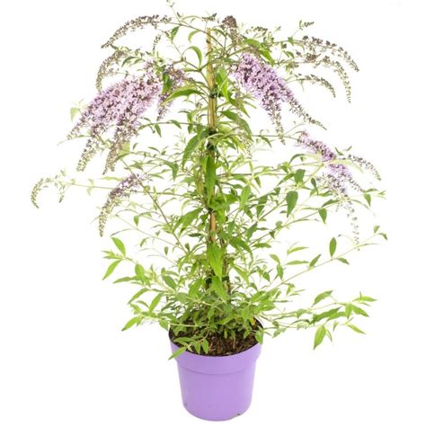 Wisteria Lane Butterfly Bush Masses Of Flowers Beautiful New