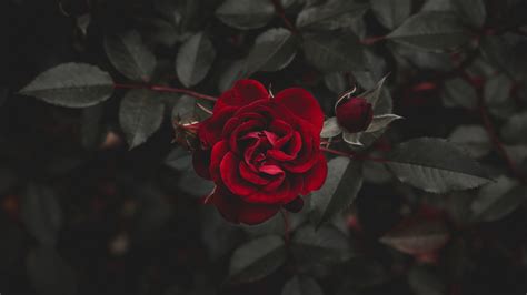 Image wallpaper pictures, fish wallpaper, mobile wallpaper, wallpaper background… Dark Flower Aesthetic Wallpapers - Top Free Dark Flower ...
