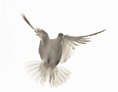 White Homing Pigeon 2 Photograph By Mary Fields Fine Art America