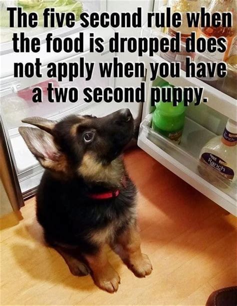 Funny Animal Pictures With Captions For Facebook 30 Funny Animal