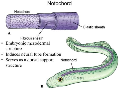 Ppt Phylum Chordata Powerpoint Presentation Id481618