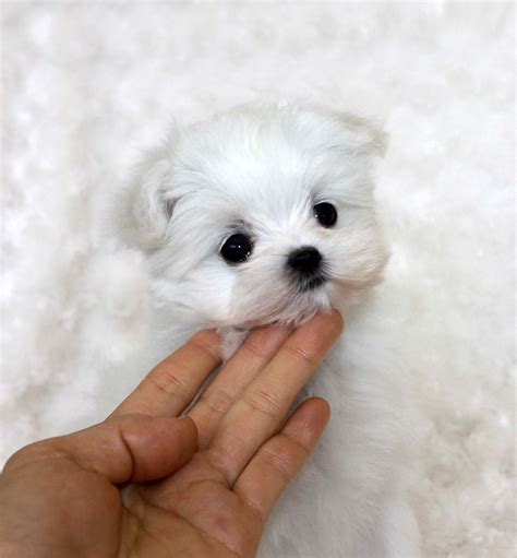 Support us by sharing the content, upvoting wallpapers on the page or sending your own background pictures. Tiny Teacup Maltese Puppy! | iHeartTeacups