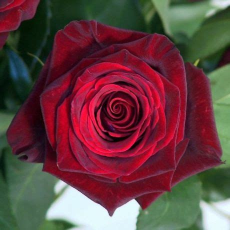 The real handmade organic roses from ecuador. Ecuador Rosen Foto & Bild | sonstiges, natur und technik ...