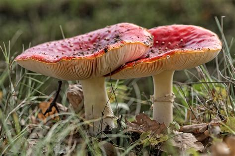 Check spelling or type a new query. red fungus with white spots | Amanita muscaria, commonly ...