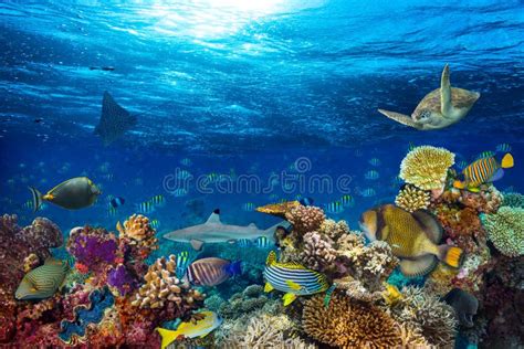 Underwater Coral Reef Landscape Stock Photo Image Of Indian Aquarium