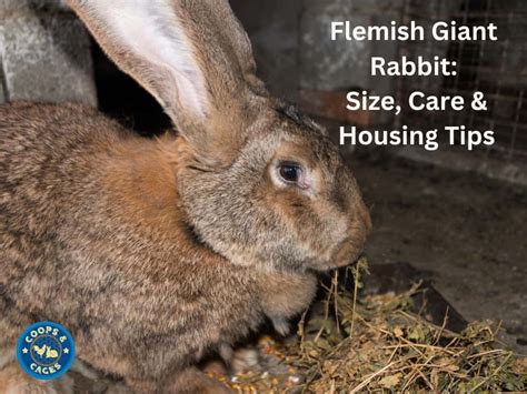 Flemish Giant Rabbit Size Care And Housing Tips