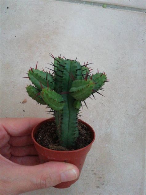 Euphorbia Enopla Good Luck Cactus Live Succulent Plant Etsy