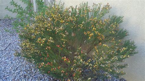 You'll need to study several different characteristics of the identify the flowering shrub by its overall size. identification - Help me identify and how to manage, this ...