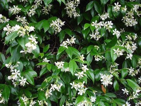 Star Jasmine Trachelospermum Jasminoides Evergreen Climber And Wonderful Perfume