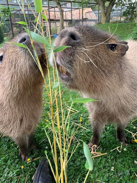Capybara Experience Shepreth Wildlife Park