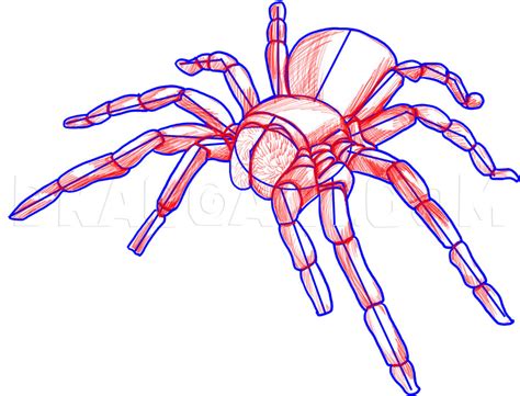 How To Draw A Tarantula Step By Step Drawing Guide By Dawn Dragoart