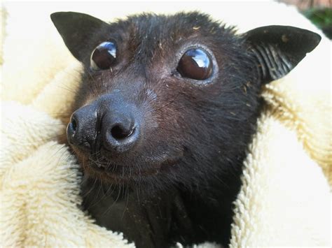 Pin By Sian Petz On All Creatures Great And Small Bat Animal Cute