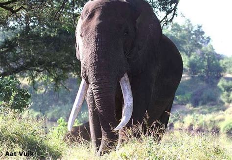 One Of Africas Biggest Elephants Was Just Killed By Trophy Hunters